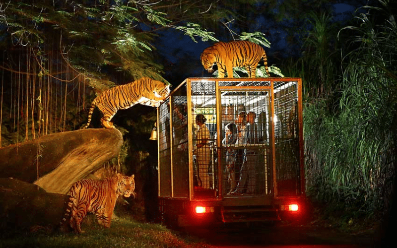 Singapore Zoo & Night Safari